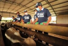 Wilson Lima inicia Campanha Amazonas sem Febre Aftosa, nesta segunda-feira (15/03)