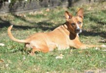 FAS e Sema doam ração a protetores e cuidadores de animais