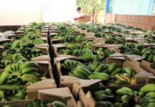 Governo do Estado adquire 10 toneladas de banana de associação indígena