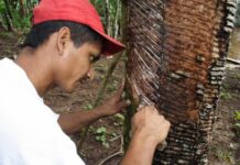 Governo aumenta o valor da subvenção ao seringueiro