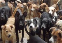 Tony Medeiros recebe moradores de Tonantins preocupados com superpopulação de cães