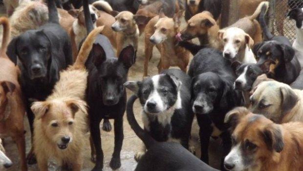 super-população-de-cães-1