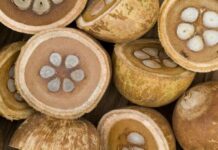 Prefeitura de Barreirinha aposta no manejo sustentável do babaçu para alavancar economia