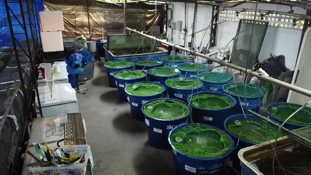 UNL Bioflocos pesquisa (2)