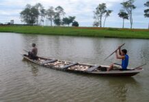 Ipaam anuncia final do período de defeso no estado do Amazonas