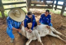 Adaf alerta produtores sobre obrigatoriedade da vacinação contra brucelose