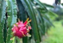 Prefeitura promove ação para incentivar cultivo de pitaia em Manaus