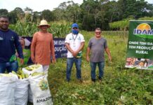 Em Manaquiri, Idam investe na produção local de milho com a implantação de unidade demonstrativa