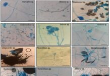 Central de Coleções Microbiológicas recebe apoio do Governo do Amazonas