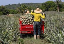 Governo do Amazonas aplicou R$ 53,9 milhões em crédito para produtores rurais do estado
