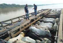 Adaf define regras para trânsito de animais suscetíveis à febre aftosa no Amazonas