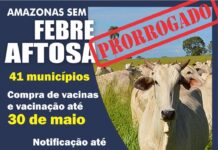 Adaf prorroga novamente primeira etapa da campanha Amazonas Sem Febre Aftosa