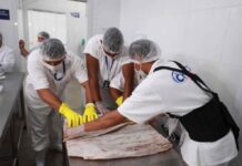 Governo do Amazonas certifica primeira fábrica para atender mercado nacional de peixe