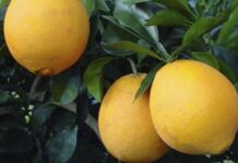 Exposição aproximará startups agrícolas de investidores privados