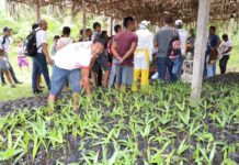 Mais de 100 produtores e extrativistas aprendem boas práticas de cultivo do açaí, em comunidade indígena de Benjamin Constant