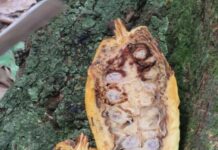 Mapa e Adaf adotam medidas contra praga em cacaueiros no município de Tabatinga