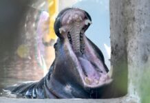 Uganda: Hipopótamo tenta engolir criança de dois anos