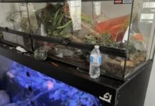 Rapaz é encontrado morto dentro de sua casa com mais de 60 cobras venenosas e um jacaré; veja detalhes