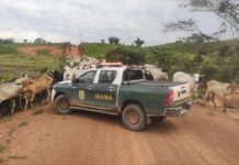 Ibama apreende 3 mil cabeças de gado em operação no Sul do Amazonas