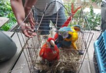 Ibama apreende mais de 20 animais silvestres utilizados como atração turística no interior do AM