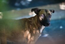 Lei que obriga motoristas a prestarem socorro a animais atropelados entra em vigor em Manaus