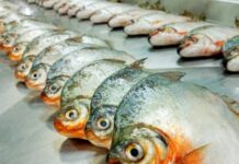 Estudo encontra plástico no intestino de 6 espécies de peixes no Amazonas