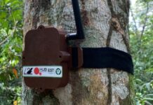 Projeto Curupira, da UEA, vai ajudar no combate à derrubada de árvores