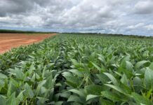 Vazio sanitário da soja chega ao fim nesta sexta-feira