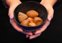 Estudo que analisa qualidade do óleo de andiroba para melhor valorização no mercado recebe apoio do Governo do Amazonas