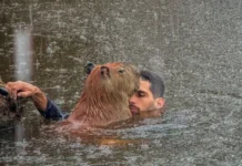 De briga com o Ibama ao contrato com bets: por onde andam Agenor e a capivara Filó
