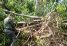 Desmatamento na Amazônia caiu 41% em agosto, aponta pesquisa