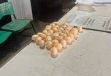 PF flagra mulher tentando embarcar com ovos de tracajá em Tefé/AM