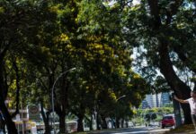 COP30: Brasil lança plano nacional para aumentar arborização urbana