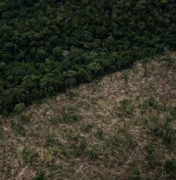 Desmatamento na Amazônia atinge menor nível em sete anos, mas Amazonas ainda preocupa